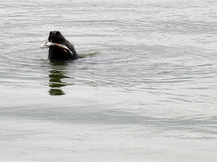 Zeehond met vis, foto ontvangen van Serge Rotteveel