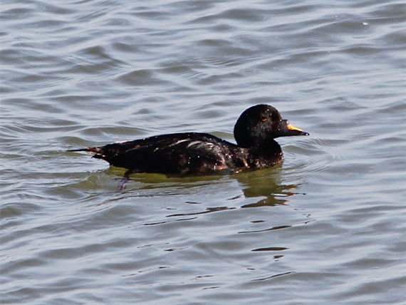 zwarte_eend