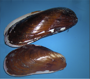 Modiolus, the northern horsemussel_Georges Jansoone_wikipedia